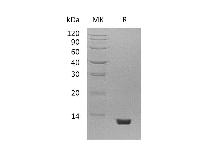 Recombinant Mouse C5