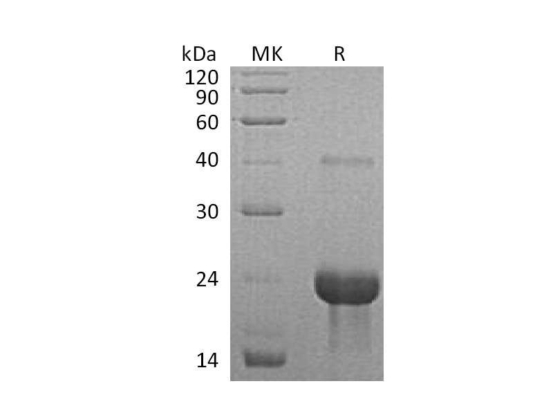 Recombinant Mouse TNF R1