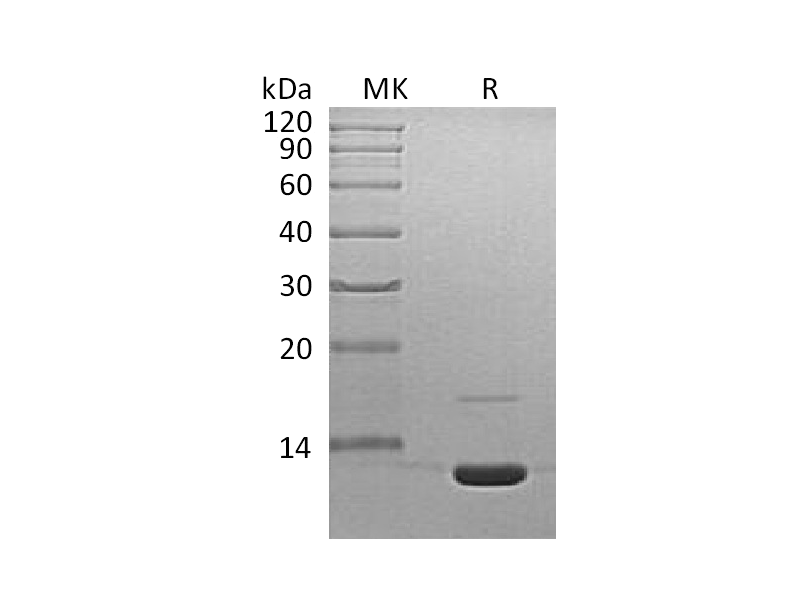 Recombinant Mouse C3a