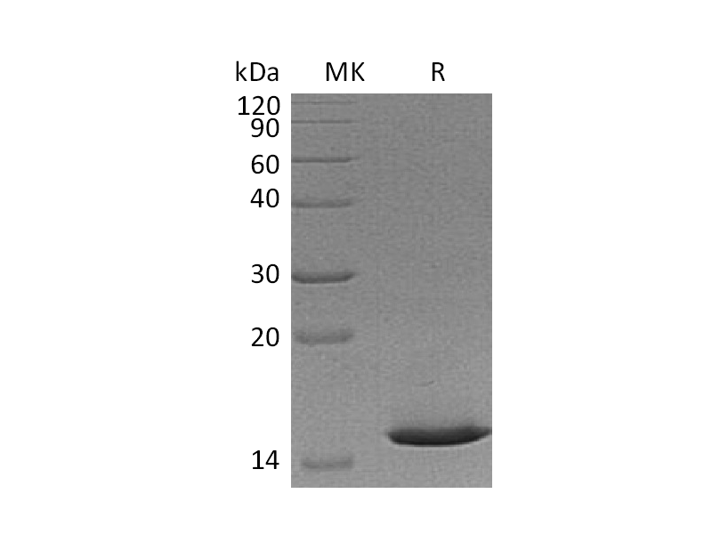 Recombinant Mouse Cystatin B (N-6His)