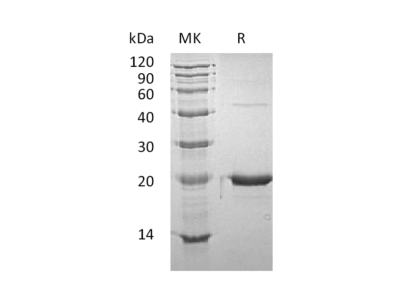 Recombinant Mouse GH