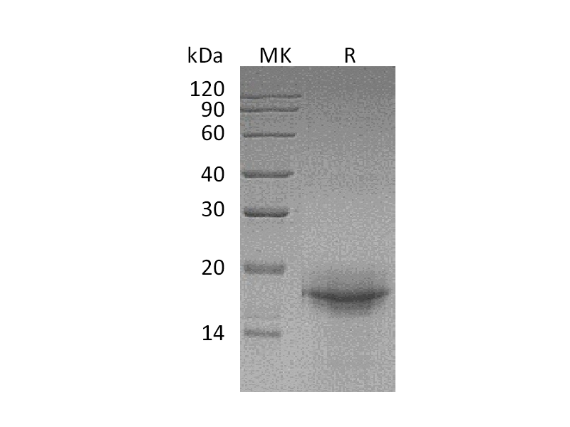 Recombinant Mouse IL-33