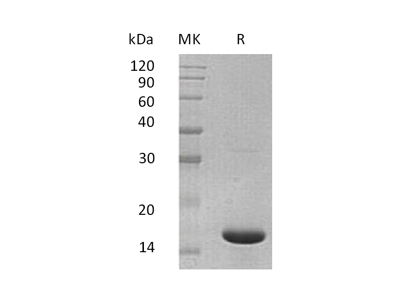 Recombinant Mouse IL-36a