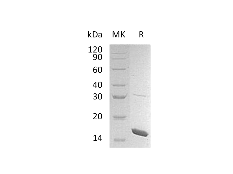 Recombinant Mouse IL-36b