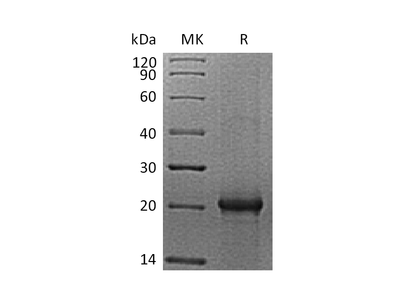 Recombinant Mouse IL-6