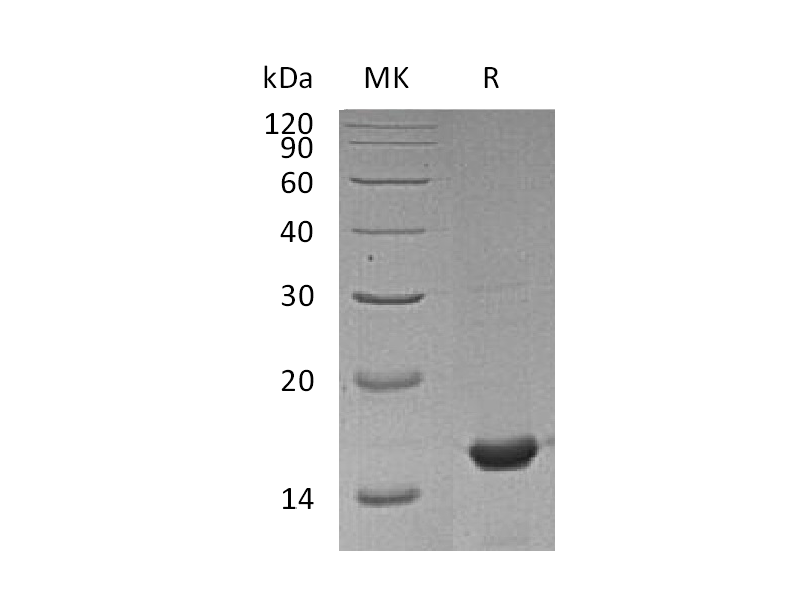 Recombinant Mouse CYPA