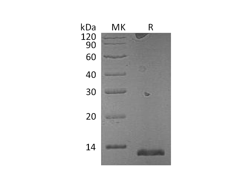 Recombinant Mouse S100A15A