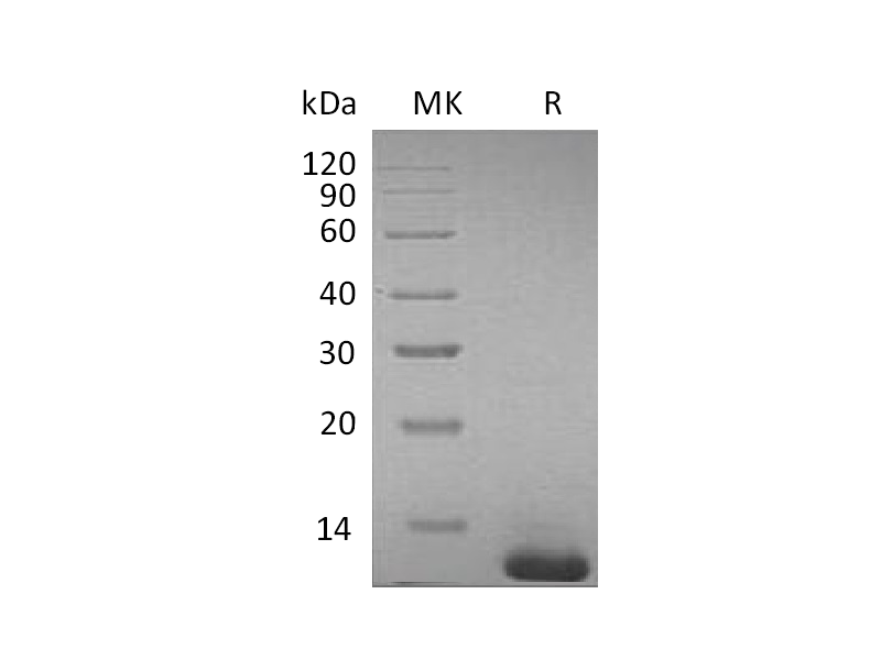Recombinant Mouse S100B (C-6His)