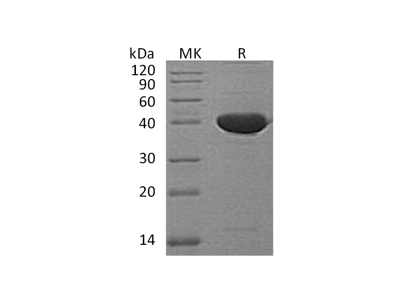 Recombinant Mouse Serpin F1