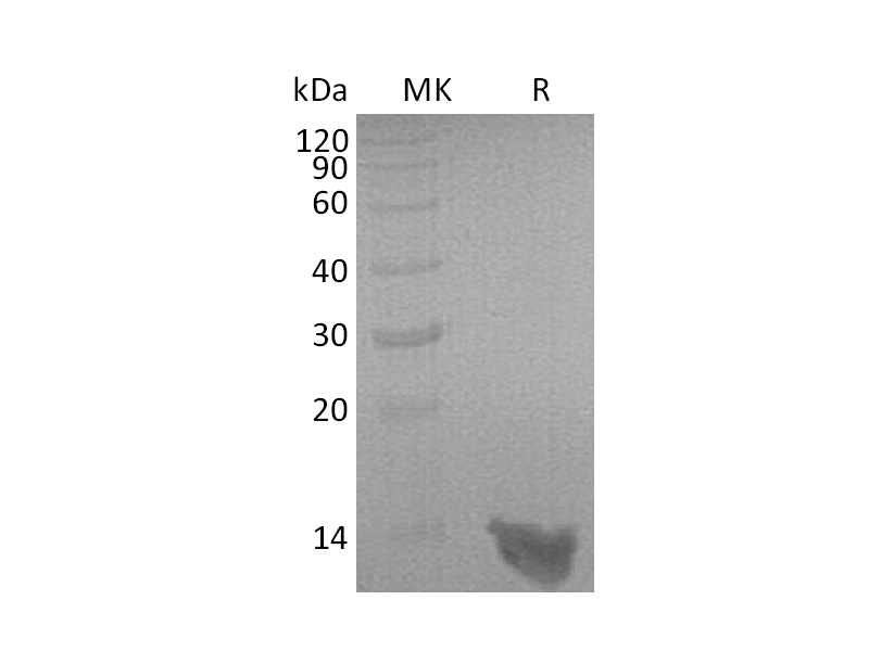Recombinant Rat S100A8 (C-6His)