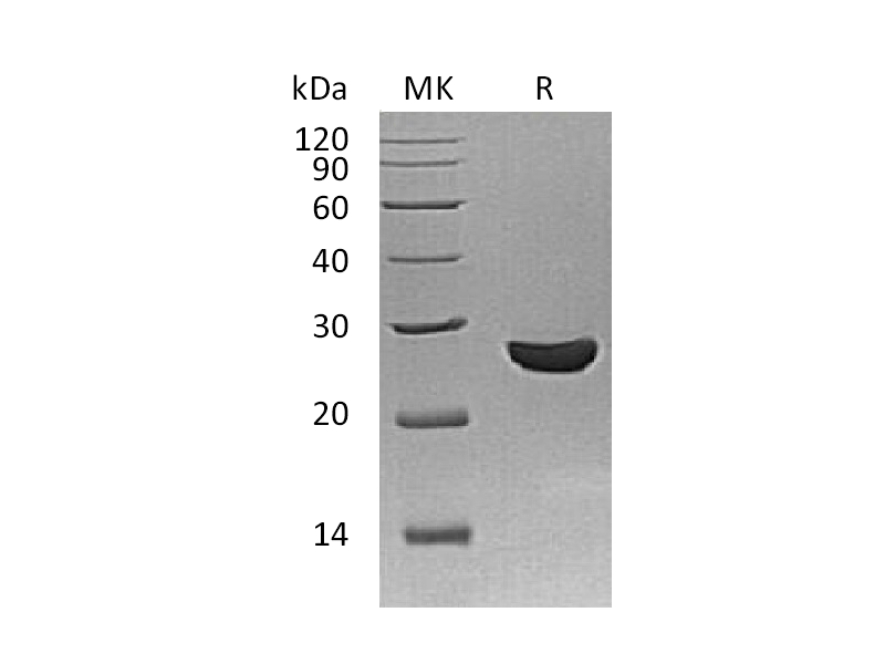Recombinant Schistosoma Japonicum GST