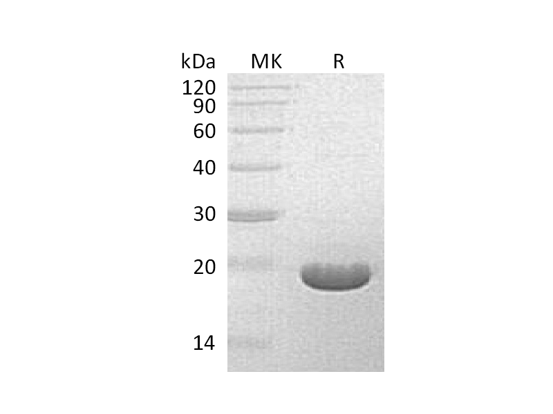 Recombinant S. hygroscopicus BAR