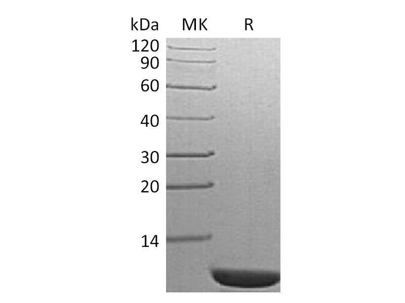 Recombinant S. cerevisiae TIM14
