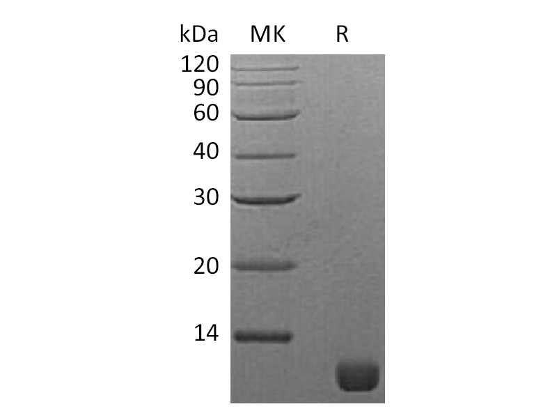 Recombinant S. cerevisiae TIM16
