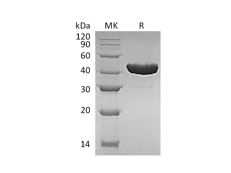 Recombinant E.coli Trp B (N-6His)