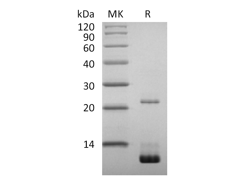Recombinant SARS-CoV-2 NSP7 (C-6His)