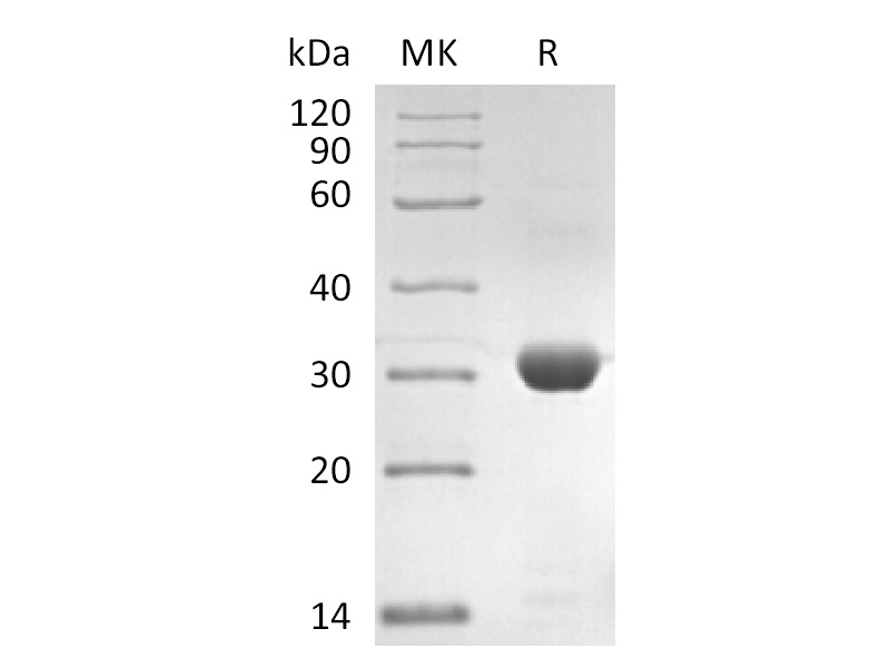 Recombinant SARS-CoV-2 3C-like Proteinase (C-6His)