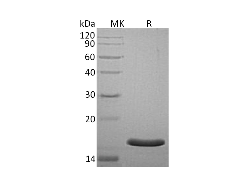 Recombinant Human AG-3 (C-6His)