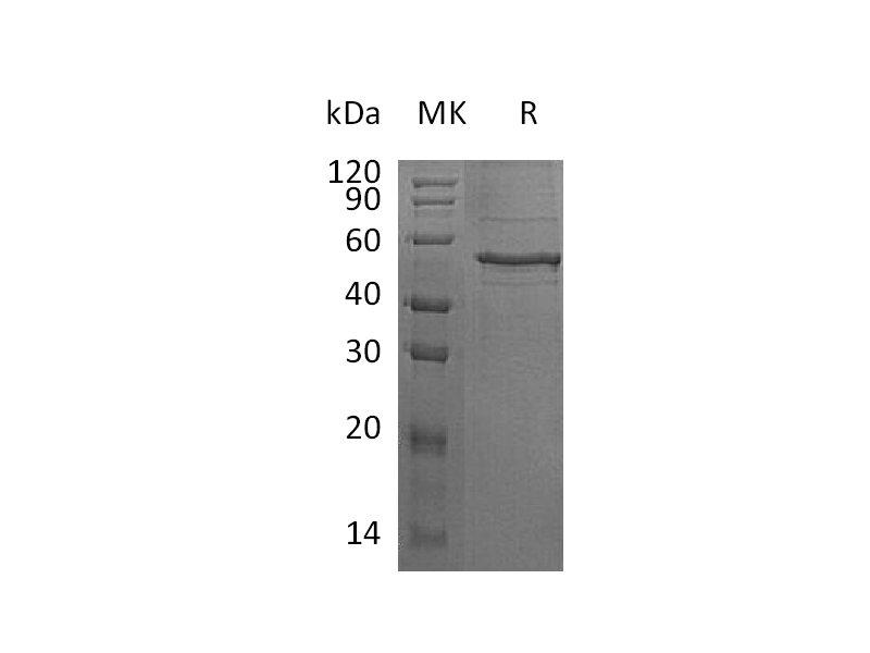 Recombinant Human ANGPTL8 (N-Fc)