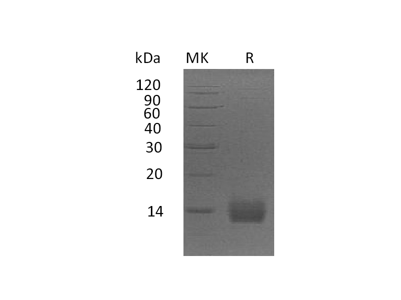 Recombinant Human ApoA2 (C-6His)