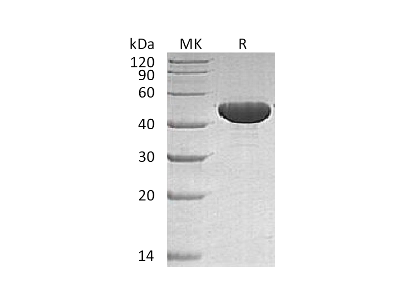 Recombinant Human ApoA4 (C-6His)