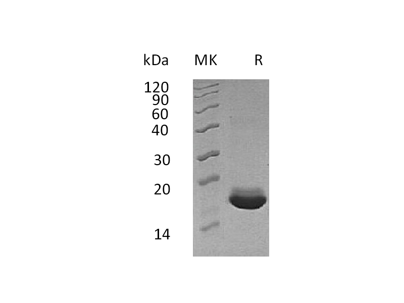 Recombinant Human MANF (C-6His)