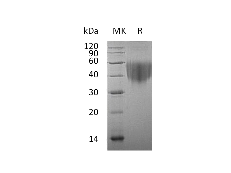 Recombinant Human B7-1 (C-6His)