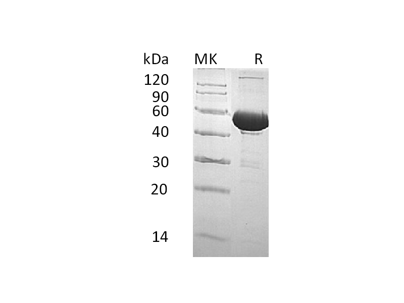 Recombinant Human BPI (C-6His)