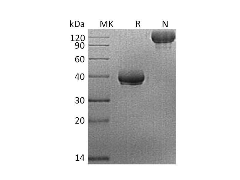 Recombinant Human BCMA (C-Fc)