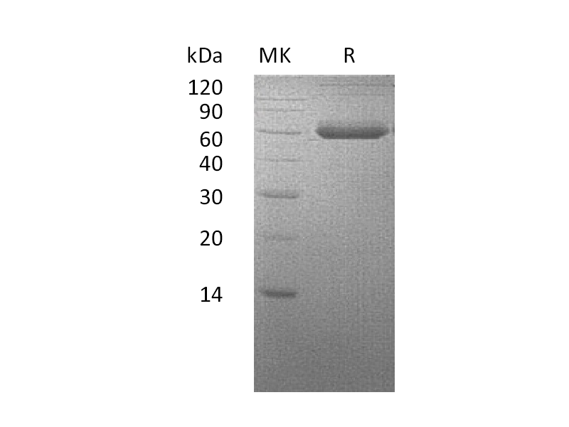 Recombinant Human BMPR1A (C-Fc-6His)