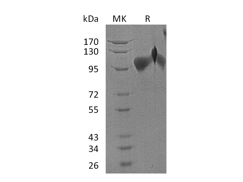 Recombinant Human BMPR2 (C-Fc-6His)