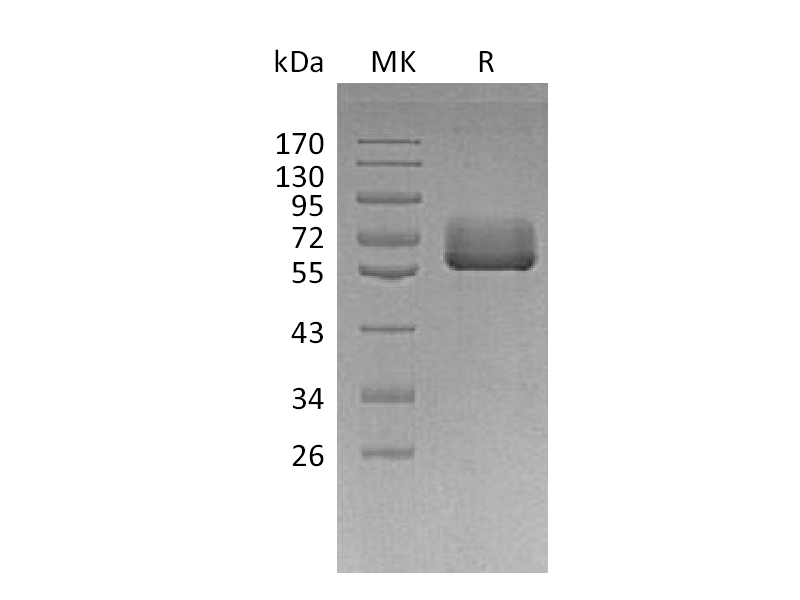 Recombinant Human BTN2A2 (C-Fc)