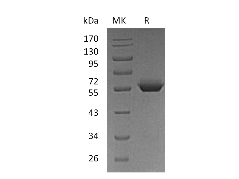 Recombinant Human BTN3A1 (C-Fc)