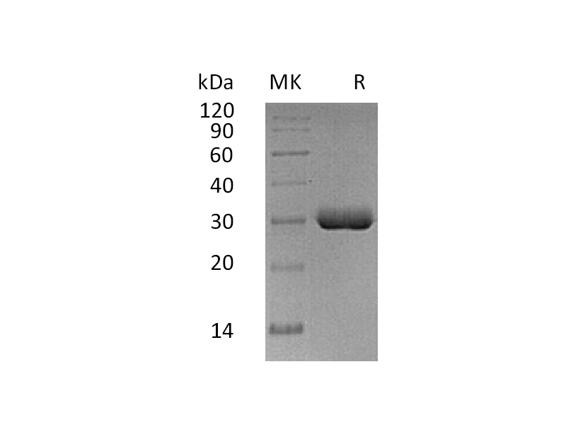 Recombinant Human BTN3A2 (C-6His)