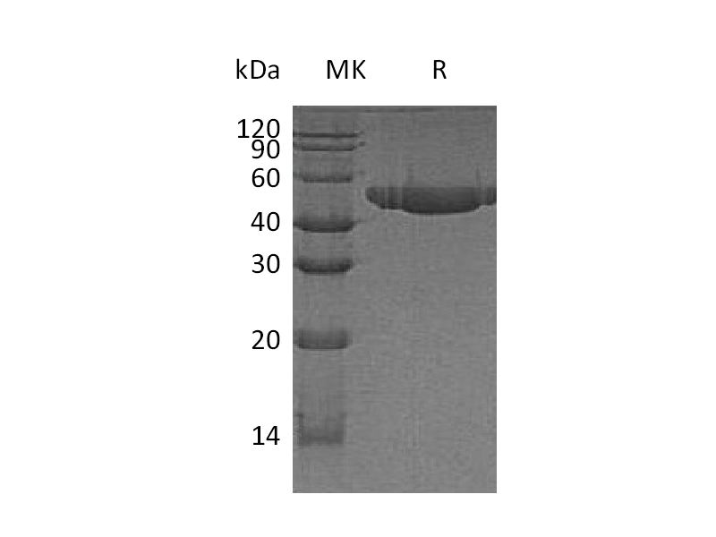 Recombinant Human Nectin-2 (C-6His)