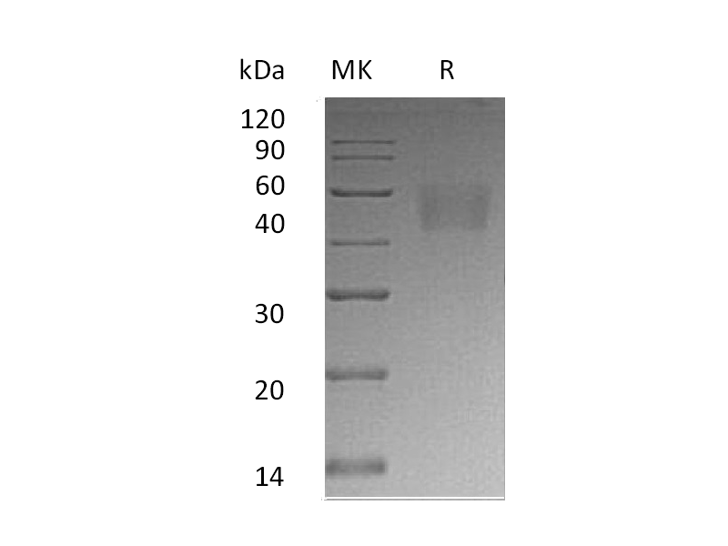 Recombinant Human Nectin-3 (C-6His)