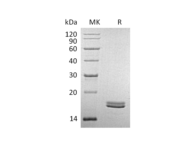 Recombinant Human CD40L (Mammalian)