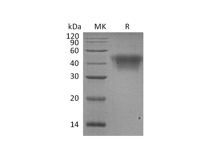Recombinant Human CD16a (V176,C-6His)