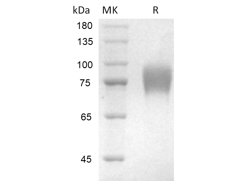 Recombinant Human CD200 R1 (C-Fc)