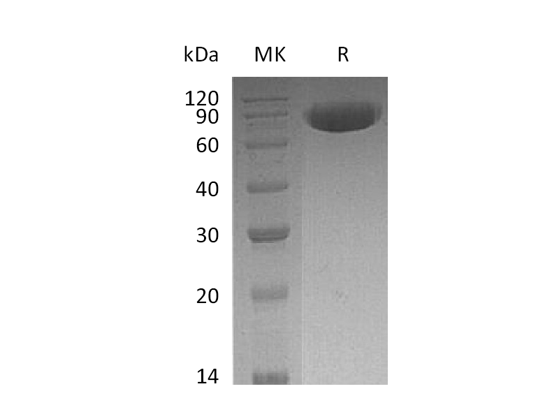 Recombinant Human CD200 (C-Fc)