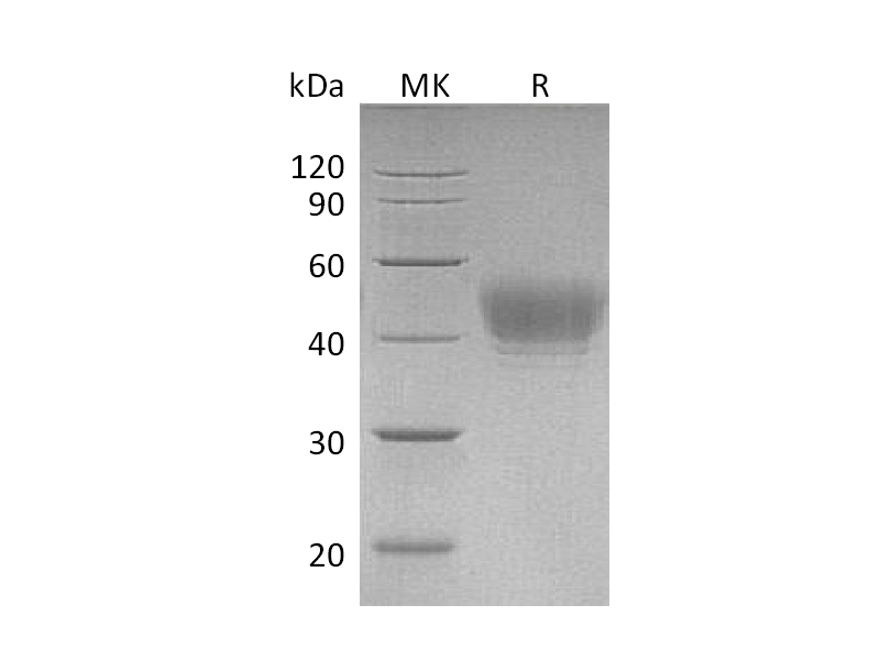 Recombinant Human CD24 (S44T, C-Fc)