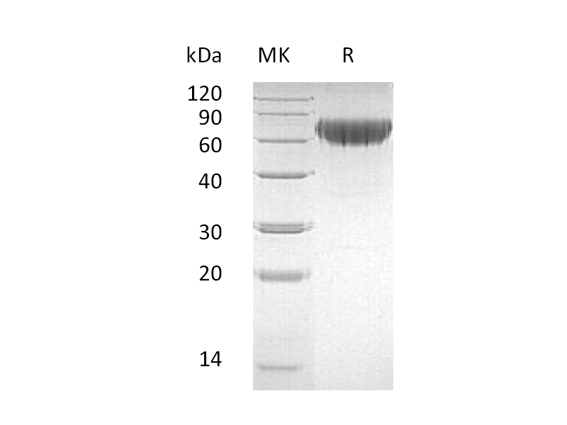 Recombinant Human CD27 (C-Fc-6His)