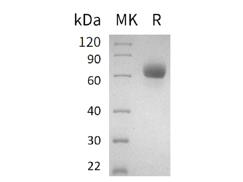 Recombinant Human LMIR2 (C-Fc)