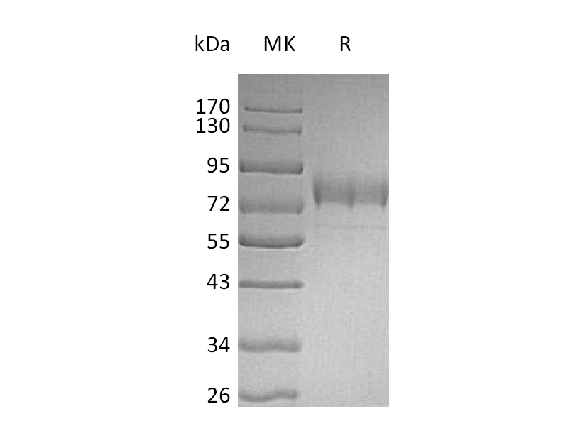 Recombinant Human Siglec-3 (C-Fc-6His)