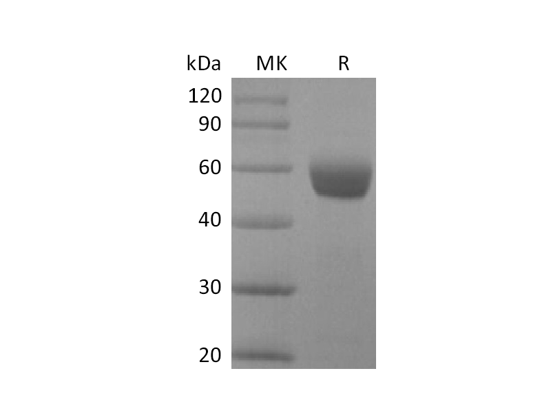 Recombinant Human NCR3 (C-Fc)