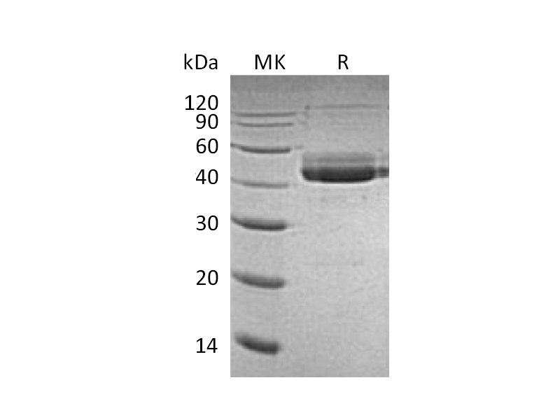 Recombinant Human CD3E (C-Fc)