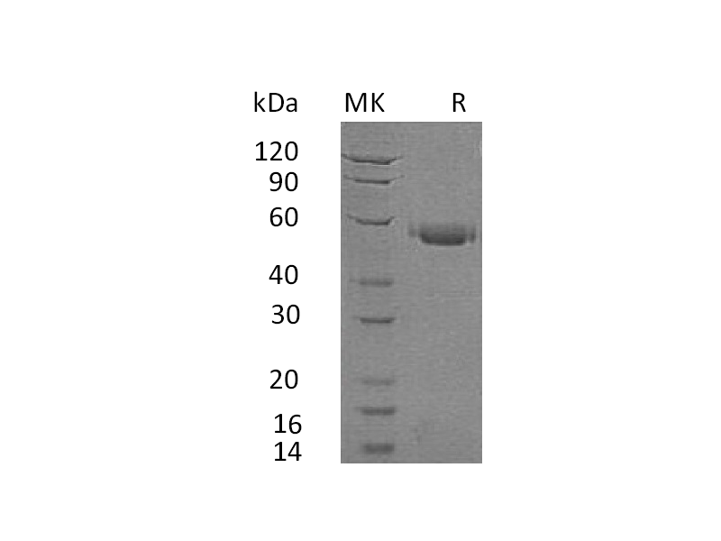 Recombinant Human CD40 (C-Fc)