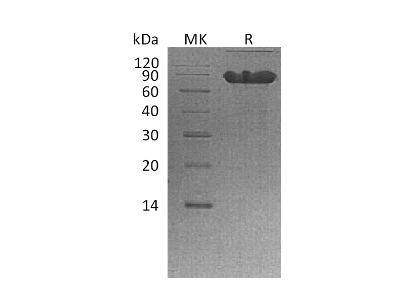 Recombinant Human CD44 (C-Fc)