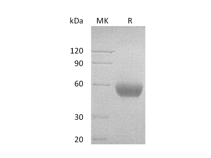 Recombinant Human CD47 (C-Fc)