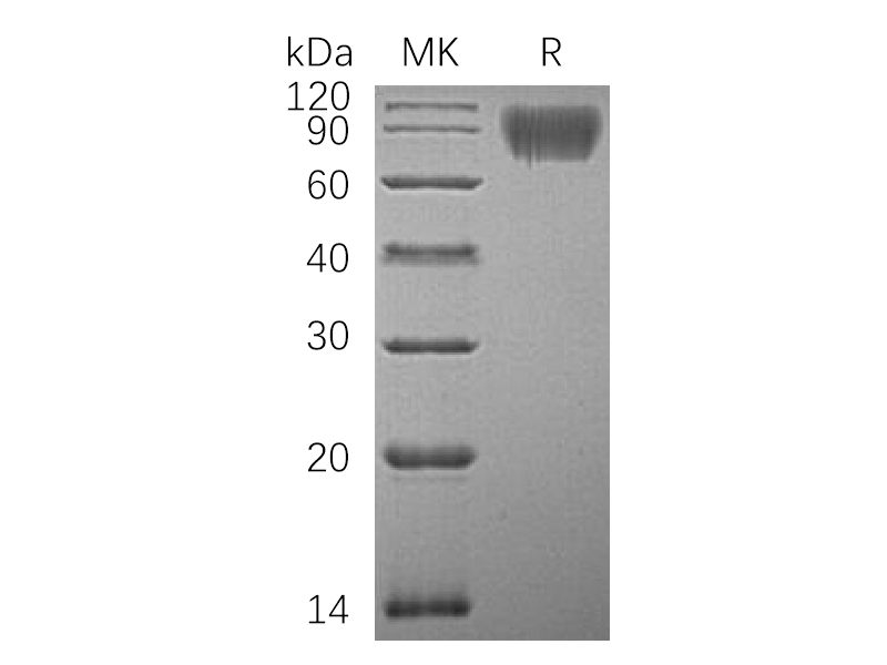 Recombinant Human ICAM-1 (C-6His)